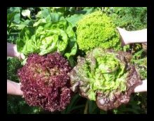 Commercial Lettuce Growing In Australia